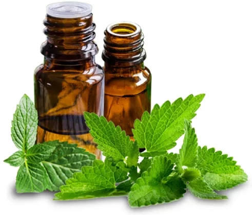 The Cooling Sensation: Exploring the Wonders of Mentha (Peppermint) Oil